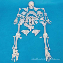 170cm Esqueleto Humano Modelo Médico para la Enseñanza